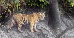 সুন্দরবনের হাড়বাড়িয়া পর্যটনকেন্দ্রে দেখা গেল বাঘ