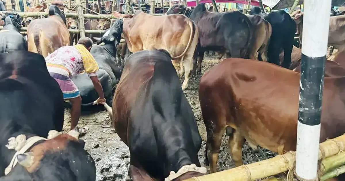 গাবতলী হাটে চরম ভোগান্তি, কাদায় বিপাকে ক্রেতা-বিক্রেতা