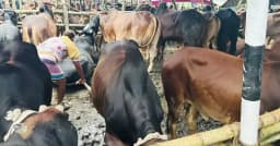গাবতলী হাটে চরম ভোগান্তি, কাদায় বিপাকে ক্রেতা-বিক্রেতা