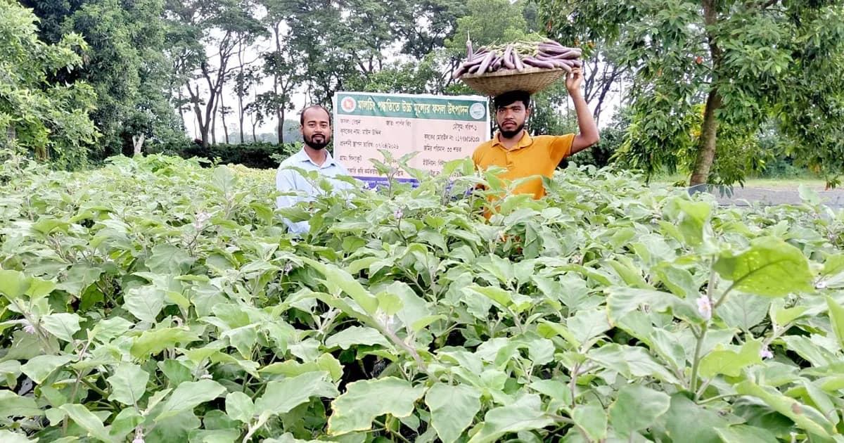 নবীনগরে মালচিং পদ্ধতিতে বেগুন চাষে মাঈন উদ্দিনের সাফল্য