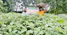 নবীনগরে মালচিং পদ্ধতিতে বেগুন চাষে মাঈন উদ্দিনের সাফল্য