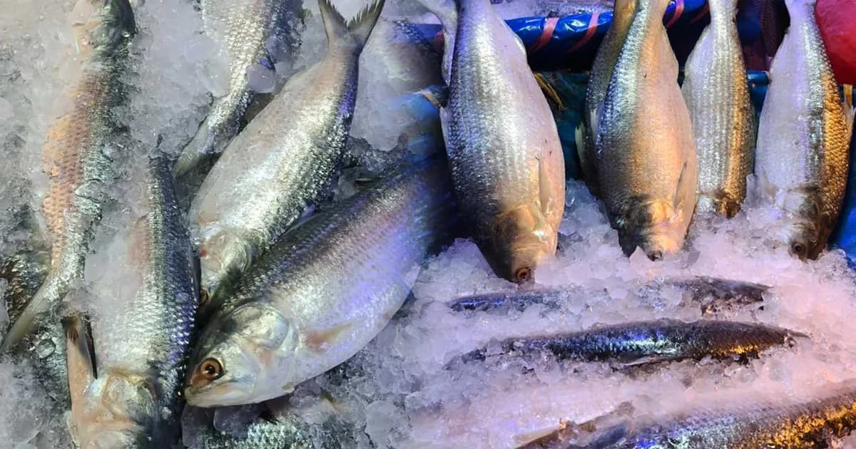 বৈশাখের আগেই নাগালের বাহিরে ইলিশ, কেজিতে বেড়েছে ৪০০ টাকা