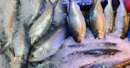 বৈশাখের আগেই নাগালের বাহিরে ইলিশ, কেজিতে বেড়েছে ৪০০ টাকা