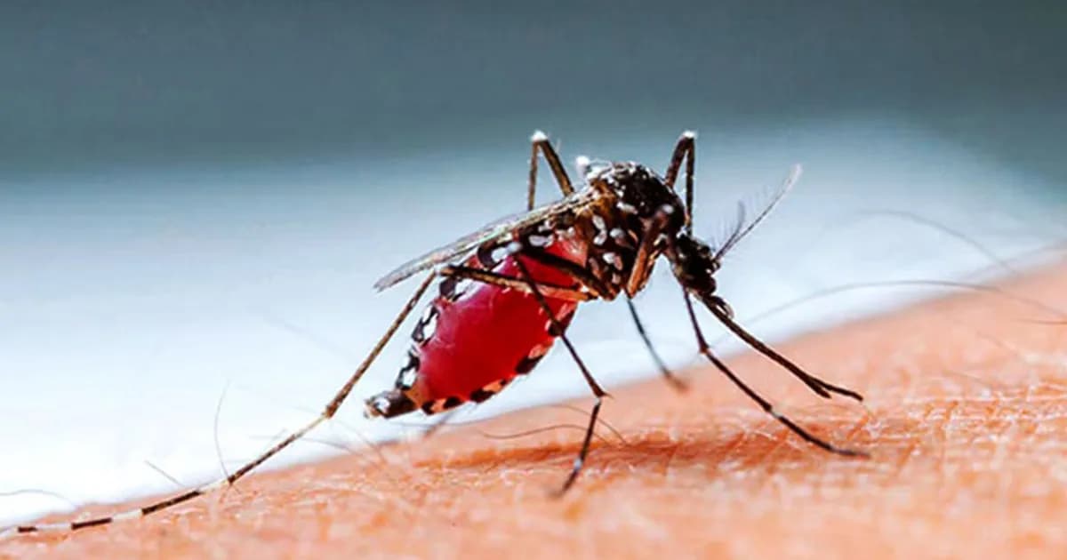 ২৪ ঘণ্টায় ডেঙ্গুতে আরও ২ জনের মৃত্যু