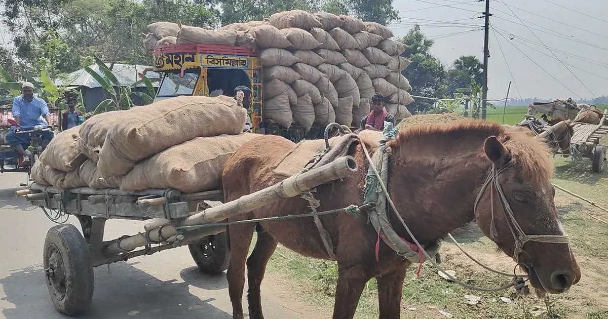 ঐতিহ্যের চাকায় জীবিকা, যান্ত্রিক যুগেও টিকে আছে ঘোড়ার গাড়ি