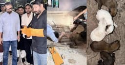 গভীর রাতে আটকে পড়া কুকুরছানা উদ্ধার করলেন ক্রীড়া প্রতিমন্ত্রী