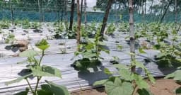 লালমনিরহাটে আধুনিক পদ্ধতিতে সবজি চাষে ঝুঁকছেন কৃষক