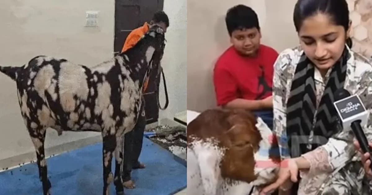 ভারতেও মিলল ‘ভিআইপি’ ছাগল, দাম ৮ লাখ রুপি