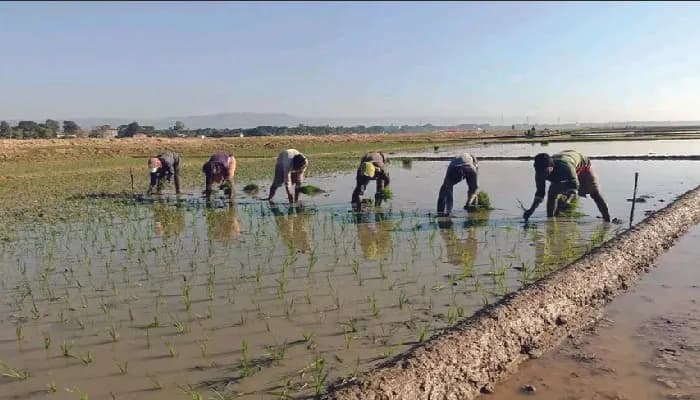 বোরো ধান রোপণে শ্রমিকের মূল্য বৃদ্ধি, চিন্তায় কৃষক