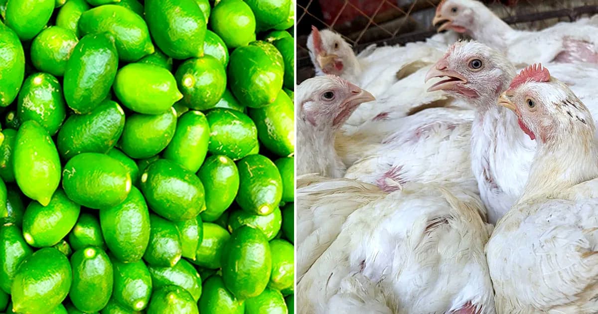 মুরগির দাম বাড়ছে, রমজান শুরুর আগে লেবুর হালি ৬০ টাকা