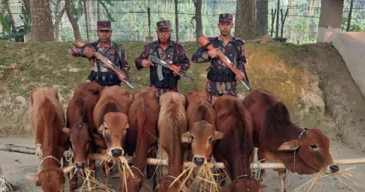 লালমনিরহাট সীমান্তে ৯টি ভারতীয় গরু ও মাদক জব্দ
