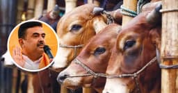 পশ্চিমবঙ্গে অনুমতি ছাড়া গরু ও মহিষ জবাই করা যাবে না: বিজেপি