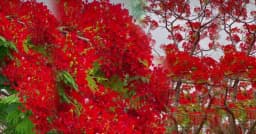 প্রকৃতির লাল আভায় মোড়া নাগরপুর, মন ভরাচ্ছে কৃষ্ণচূড়া