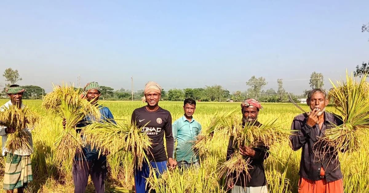 নন্দীগ্রামে আগাম আমনের ভালো ফলনে কৃষকের মুখে হাসি