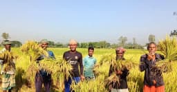 নন্দীগ্রামে আগাম আমনের ভালো ফলনে কৃষকের মুখে হাসি