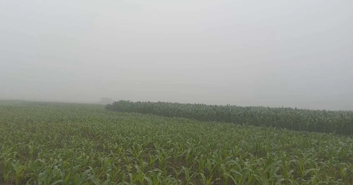 ঘন কুয়াশা আর কনকনে ঠান্ডায় স্থবির চুয়াডাঙ্গা