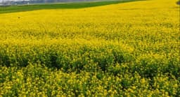 শাহজাদপুরে সরিষা মাঠে যেন সূর্যের হাঁসি