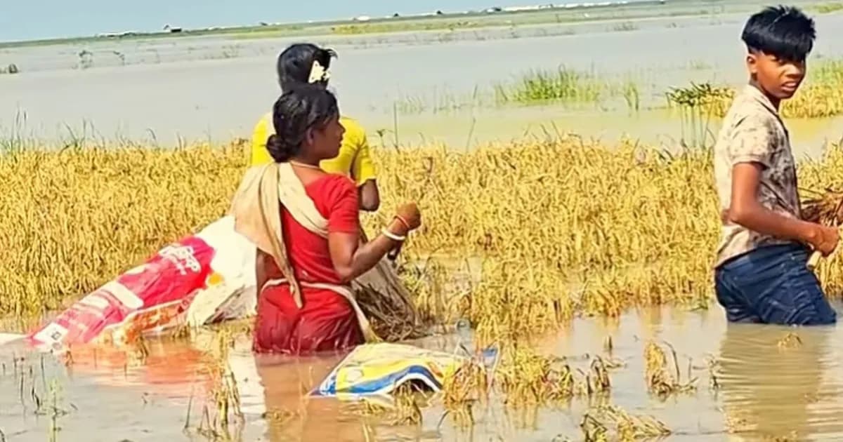 ধর্মপাশায় পাকা ধান তলিয়ে কৃষকের স্বপ্ন চুরমার