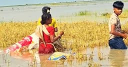 ধর্মপাশায় পাকা ধান তলিয়ে কৃষকের স্বপ্ন চুরমার