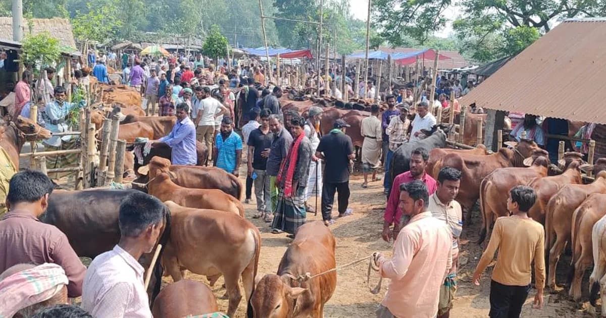 ফুলবাড়ীতে কমেছে বড় গরু পালন, হাটে বেশি ছোট ও মাঝারি গরু
