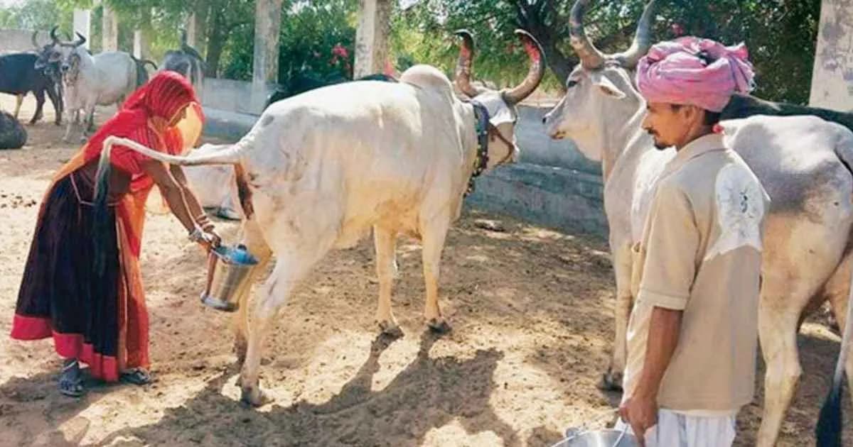 এবার গোমূত্র কিনছে ভারত সরকার, লিটারপ্রতি দাম ২০ রুপি