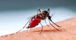 ডেঙ্গুতে নিভে গেল আরও ৬ প্রাণ, হাসপাতালে নতুন ভর্তি ১১৯৫