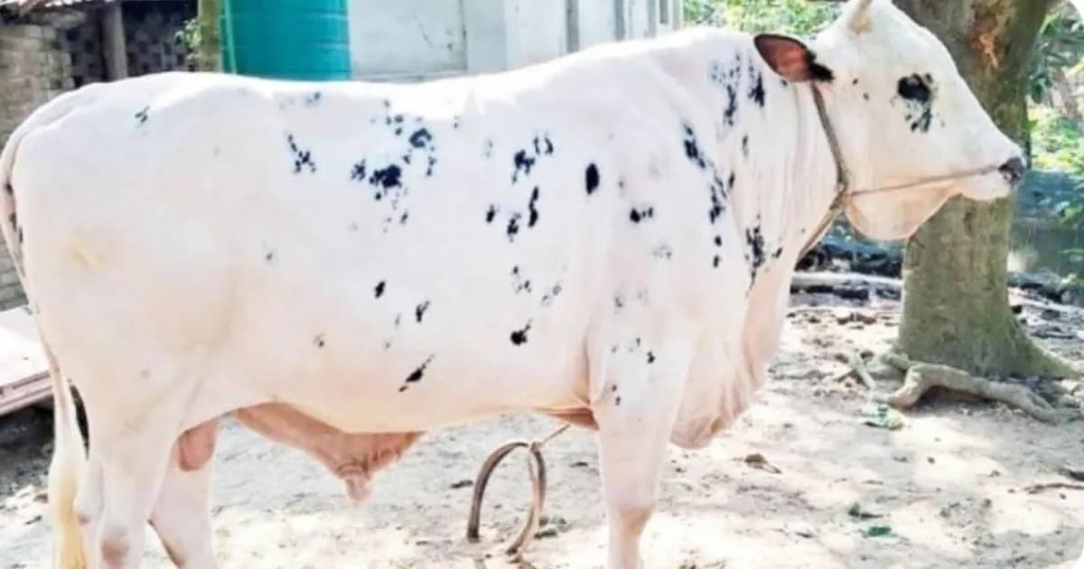 দৈনিক ১৫ কেজি খাবার খায় ২৫ মণ ওজনের নবাব