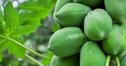 কাঁচা পেঁপের জুস খাওয়ার নানাবিধ উপকারিতা সম্পর্কে জেনে নিন