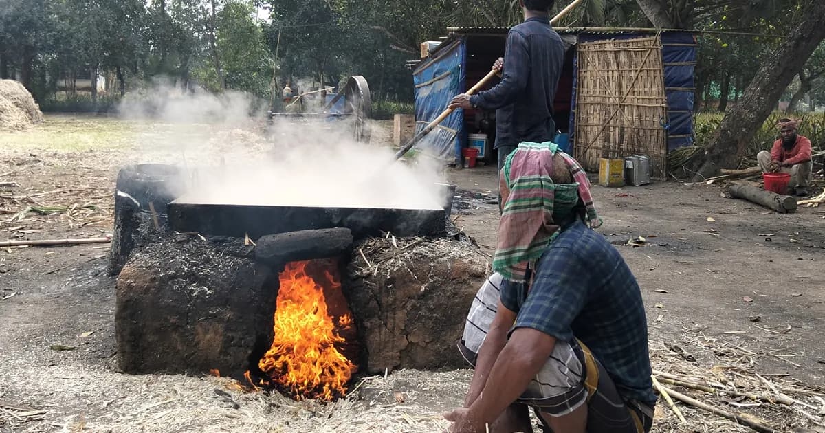 চিনির বিকল্প হিসেবে বাড়ছে গুড়ের চাহিদা, কাপাসিয়ায় বাড়ছে আখ চাষে আগ্রহ