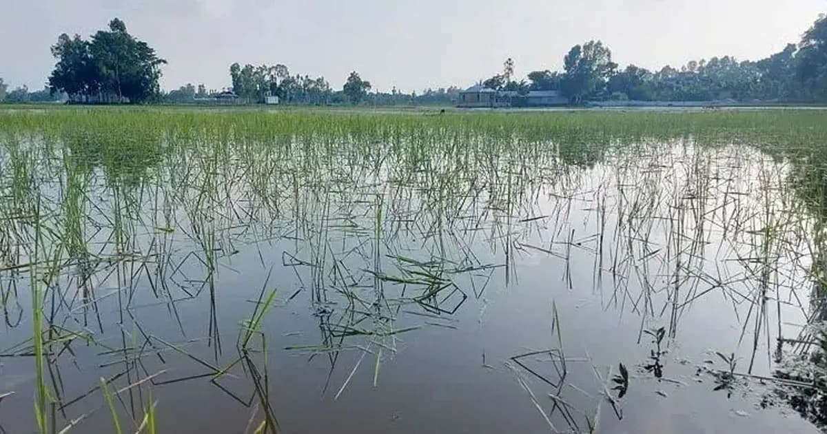 বন্যায় ১২ জেলায় ২৮ হাজার হেক্টরের বেশি ফসলের ক্ষতি