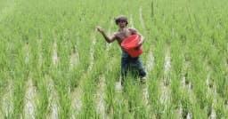 প্রতিকূলতা পেরিয়ে গলাচিপায় আমনের বাম্পার ফলনের আশা