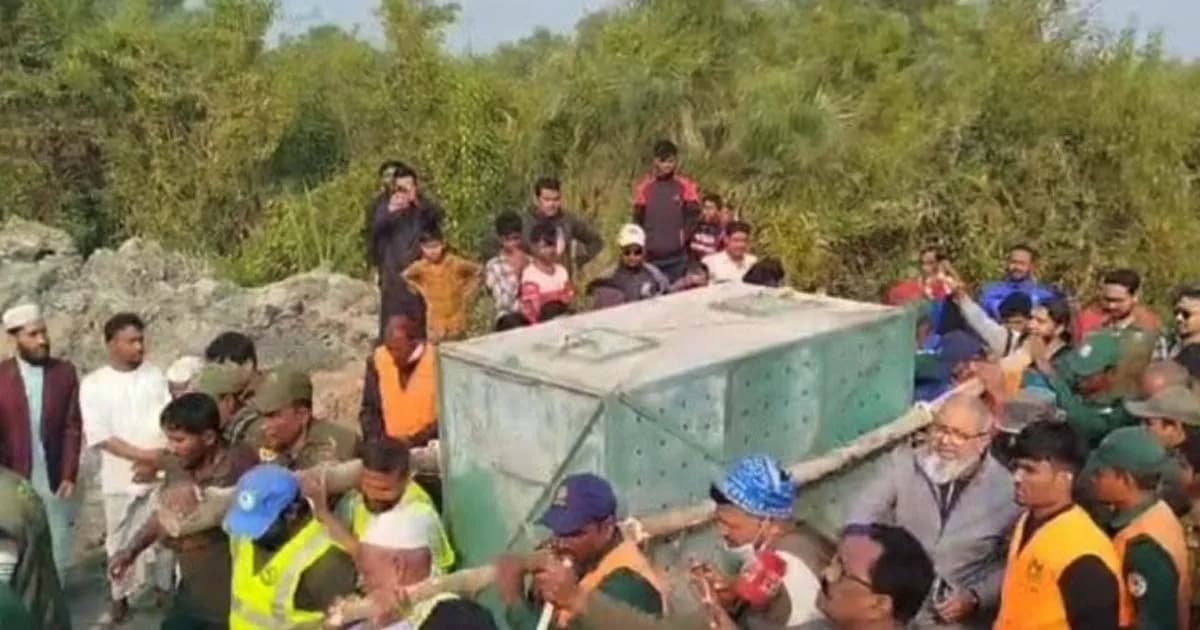 সুন্দরবনে শিকারীর ফাঁদে আটক রয়েল বেঙ্গল টাইগারটি প্রায় ২৪ ঘন্টা পরে উদ্ধার