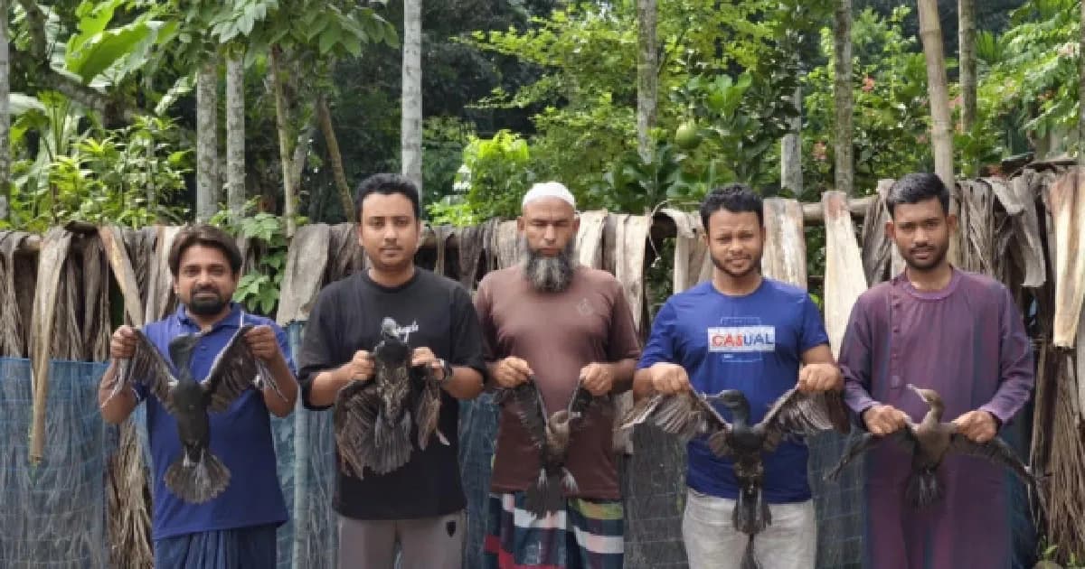 নাটোরে মুক্ত আকাশে ফিরল পাঁচ পানকৌরি