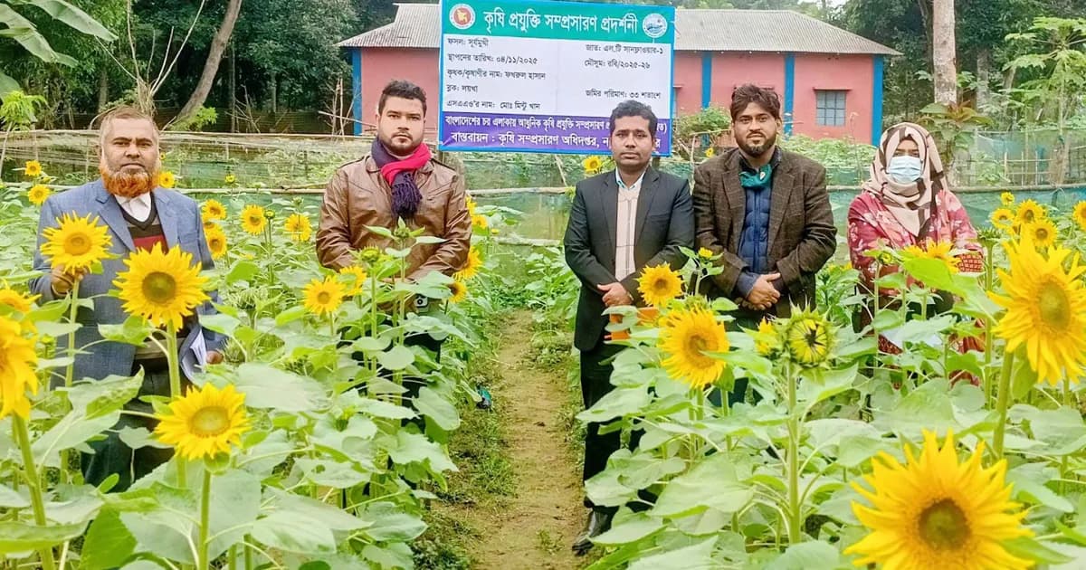 পতিত জমিতে সূর্যমুখী চাষ, কৃষিতে নতুন সম্ভাবনার দিগন্ত