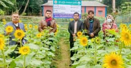 পতিত জমিতে সূর্যমুখী চাষ, কৃষিতে নতুন সম্ভাবনার দিগন্ত