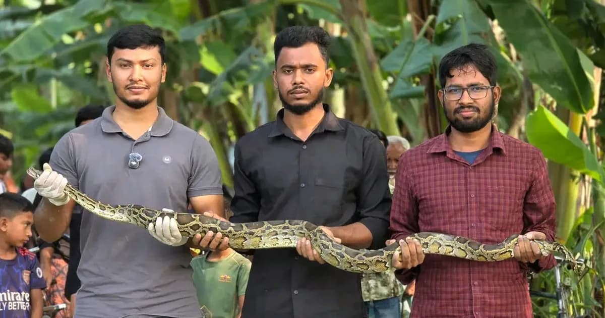 কুড়িগ্রামের বিলে জেলের জালে ধরা পড়ল ১৪ ফুটের অজগর