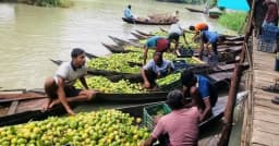 ভাসমান পেয়ারা বাজারে ডিজে-সাউন্ডে প্রশাসনের কড়া নজরদারি