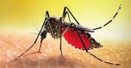 ডেঙ্গুতে আরও ৫ জনের মৃত্যু, হাসপাতালে ভর্তি ৯৫৩