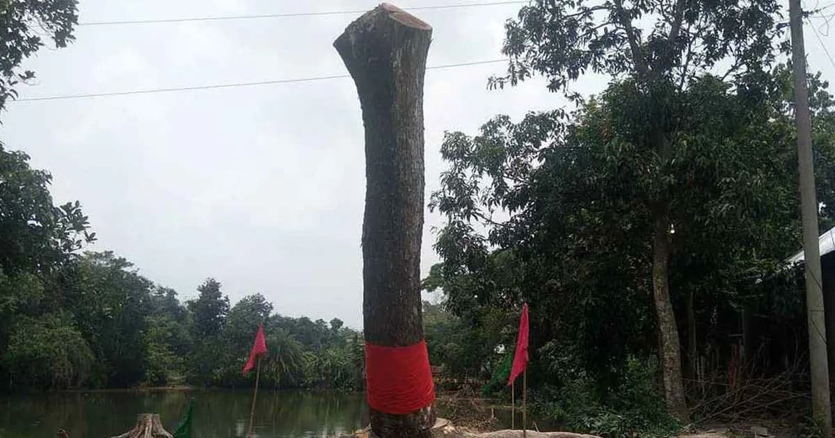 কেটে ফেলার পর আবারও উঠে দাঁড়াল গাছ, দেখতে মানুষের ভিড়