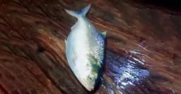 ২ কেজি ৩০০ গ্রামের ইলিশ বিক্রি হলো সাড়ে ১০ হাজারে