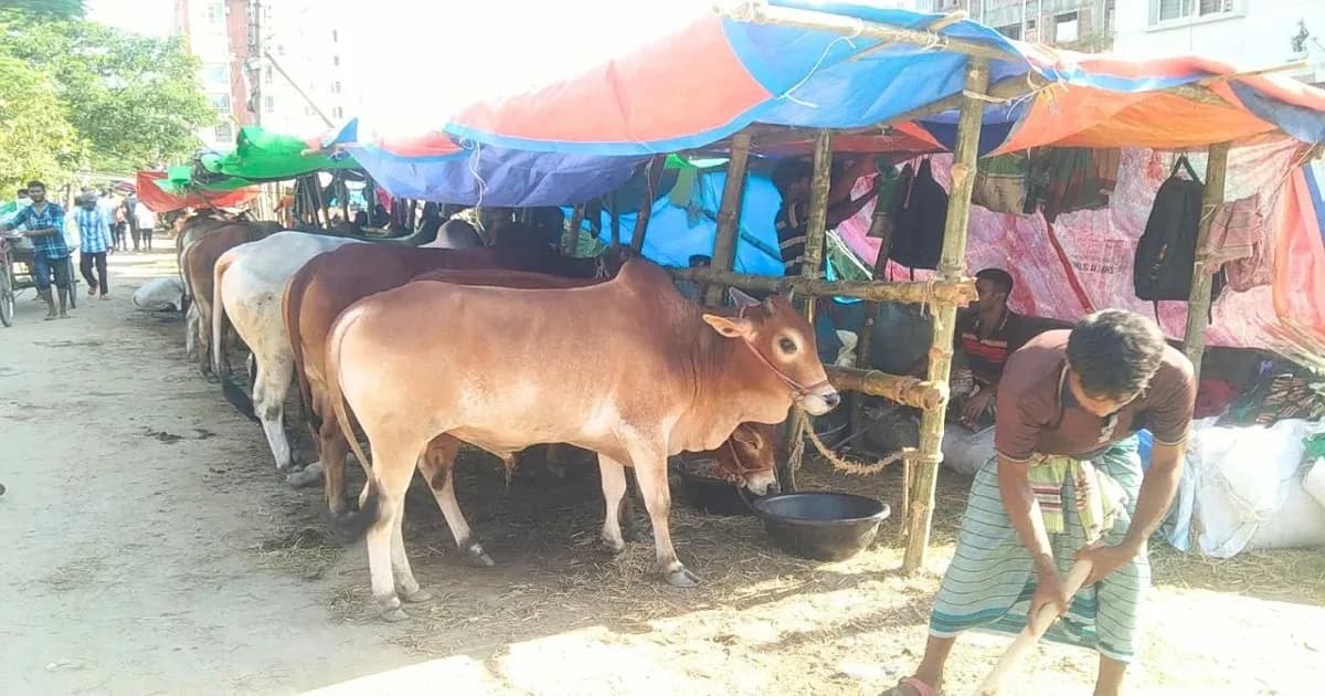 চলছে কোরবানির প্রস্তুতি, ঢাকায় বসবে ২৪ অস্থায়ী পশুর হাট