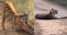 রাস্তার মাঝখানে বাঘের ঘুমে আটকে গেল পর্যটকদের বহর