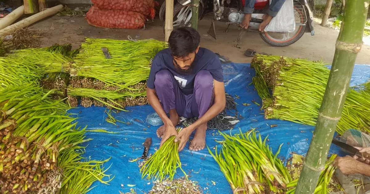 জয়পুরহাটের গর্ব ‘লতিরাজ’ বিলুপ্তির পথে