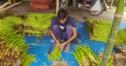 জয়পুরহাটের গর্ব ‘লতিরাজ’ বিলুপ্তির পথে