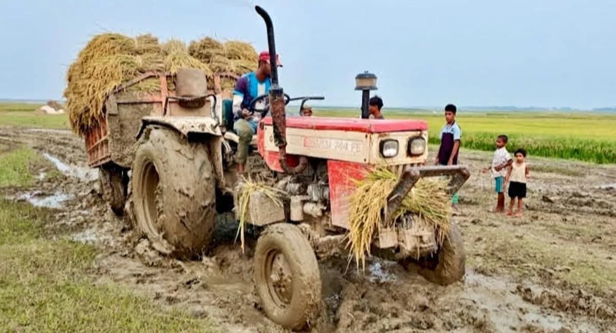 মধ্যনগরে হাওরের রাস্তা যেন মরণফাঁদ, ধান তুলতে চরম দুর্ভোগে কৃষকরা