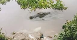 আড়াইহাজারে হাঁড়িধোয়া নদীতে কুমিরের দেখা, এলাকায় আতঙ্ক