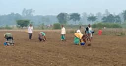 হিলিতে আগাম আলু চাষে ব্যস্ত সময় পার করছেন কৃষকরা