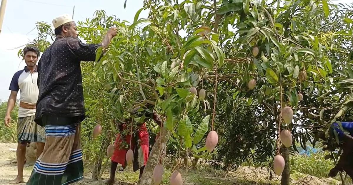 বাগেরহাটে এক বাগানেই ৫০ জাতের আম