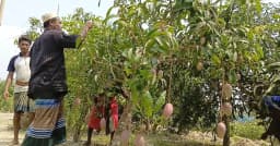 বাগেরহাটে এক বাগানেই ৫০ জাতের আম