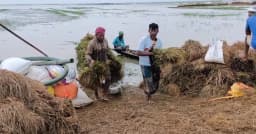 দুশ্চিন্তায় ঈদ কাটছে মৌলভীবাজারের হাজারো কৃষকের